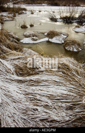 Fairbank Creek con ghiaccio fresco, open water e il litorale di graminacee, maggiore Sudbury, Ontario, Canada Foto Stock