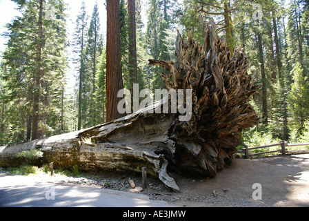 Il parco nazionale di Yosemite DSC07355 Foto Stock