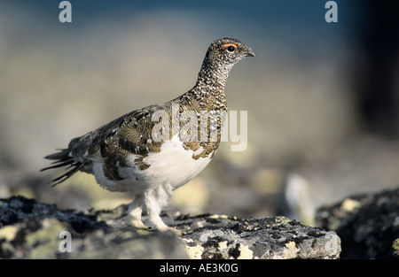 Pernice bianca Lagopus mutus a molla maschio piumaggio Gednjehogda Norvegia Giugno 2001 Foto Stock