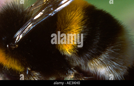 Bumble Bee Close up Foto Stock