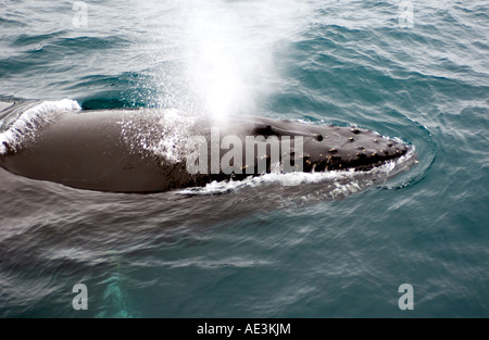 Humpback Whale espirando Antartide Foto Stock