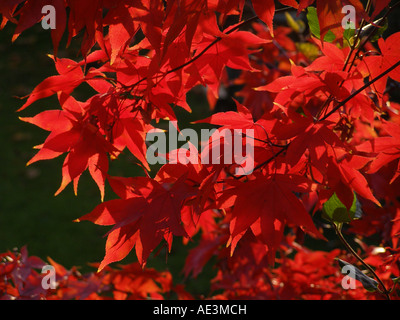 Acer Palmatum in ricchi colori autunnali Foto Stock