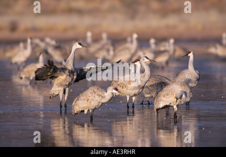 Sandhill gru Grus canadensis gruppo A sono ' appollaiati luogo Bosque del Apache National Wildlife Refuge Nuovo Messico USA Foto Stock