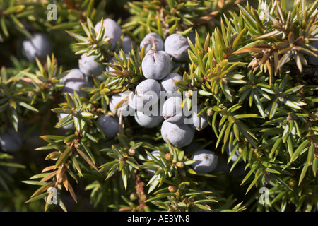 Foto orizzontale di Juniperus communis comune di bacche di ginepro Foto Stock