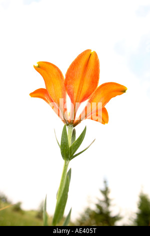 Fire Lily su un alto Carso prato in nord montagne Dinariche, Slovenia Foto Stock