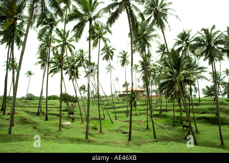 India Goa Chapora palme sopra la spiaggia Foto Stock