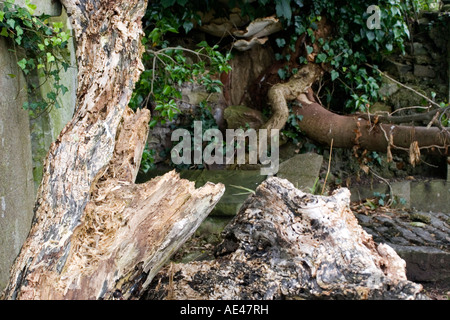 Albero morto con Ivy in background Foto Stock