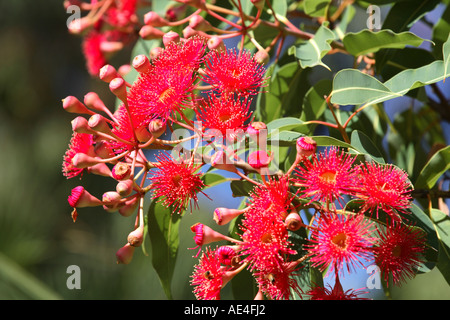 Eucalipto rosso estate famiglia myrtaceae, nativo gum tree con boccioli e fiori, Australian Capital Territory Australia Foto Stock
