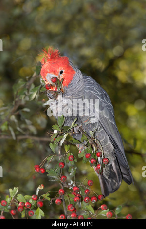 Gang parrot, crimson testa corpo grigio, mangiando bacche rosse sul ramo di un albero, NSW Australia Foto Stock