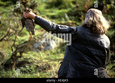 Azienda del battitore UP SHOT UCCELLI SU UNA RIPRESA IN SCOZIA Foto Stock