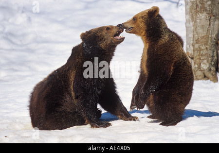 Due giovani esemplari di orso bruno in snow / Ursus arctos Foto Stock