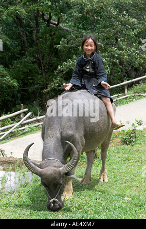 Nero Ragazza Hmong in buffalo vicino a Cat Cat villaggio vicino a Sapa Vietnam del nord Foto Stock