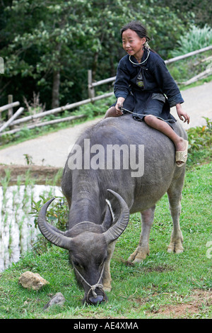 Nero Ragazza Hmong in buffalo vicino a Cat Cat villaggio vicino a Sapa Vietnam del nord Foto Stock