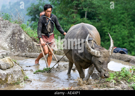 Contadino con con il bambino sul retro utilizza buffalo aratro al fino a terrazze di riso vicino a Sapa Vietnam Foto Stock