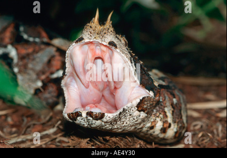 Rhinoceros viper - serpente velenoso / Bitis nasicornis Foto Stock
