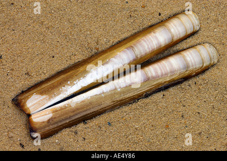 Rasoio di spada clam / Ensis ensis Foto Stock