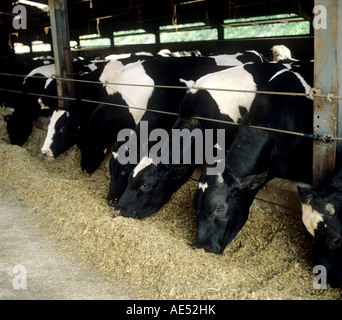 Holstein il frisone bestiame bovino di caseificio in stalle avanzamento sul granturco foraged Foto Stock