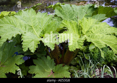 GUNNERA crescente in corrispondenza del bordo di uno stagno IN GIUGNO Foto Stock