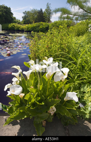 Gigli che crescono in cima al laghetto RHS Garden HYDE HALL, vicino a Chelmsford, IN GIUGNO Foto Stock