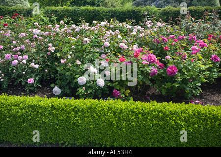 Alcune delle molte rose nel moderno giardino di rose a RHS Garden HYDE HALL, vicino a Chelmsford, Foto Stock