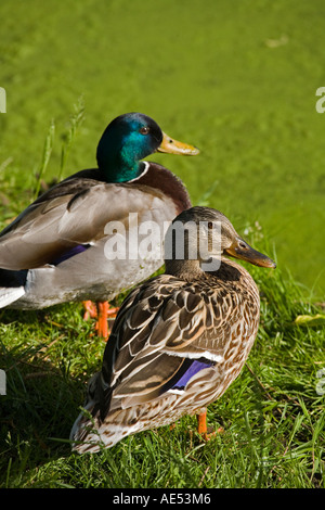 Due anatre appoggiata da stagno Foto Stock