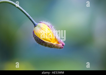 Meconopsis cambrica. Welsh Poppy germoglio di fiore di apertura Foto Stock