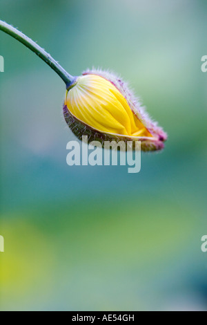 Meconopsis cambrica. Welsh Poppy germoglio di fiore ritratto di apertura Foto Stock