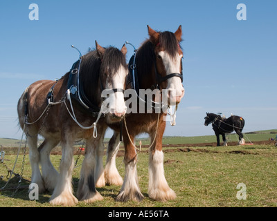 Coppia di Shire cavalli a riposo Anglesey Vintage match di aratura. Isola di Anglesey North Wales UK Foto Stock