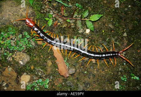 Un Centipede Bhimashankar nel santuario della fauna selvatica, Maharashtra. Foto Stock