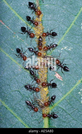 Cocktail formiche, Crematogaster scutellaris. Gruppo di lavoratori su foglia afidi di mungitura Foto Stock