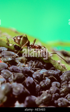 Ant argentino, Iridomyrmex humilis. La mungitura afidi, famiglia Scarabaeidae Foto Stock