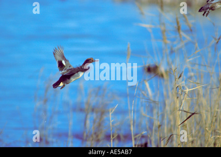 Verde-winged Teal, Anas crecca. Maschio in volo su un laghetto Foto Stock