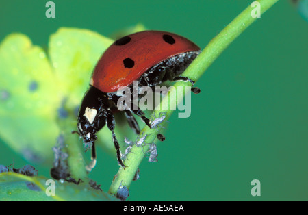 Sette-spot coccinella, Coccinella septempunctata. Mangiare un'afide Foto Stock