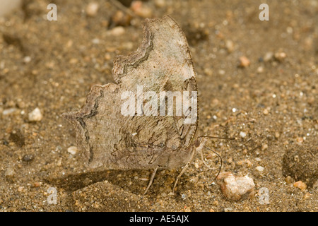 Compton Tartaruga Nymphalis vau album Tamarack Minnesota Stati Uniti Ottobre Nymphalidae adulti Foto Stock