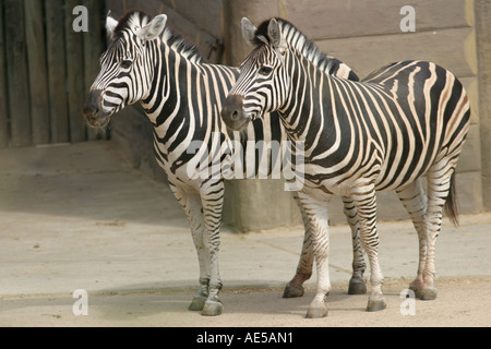 Coppia di Zebra, lo Zoo di Taronga, Sydney, Nuovo Galles del Sud, Australia Foto Stock