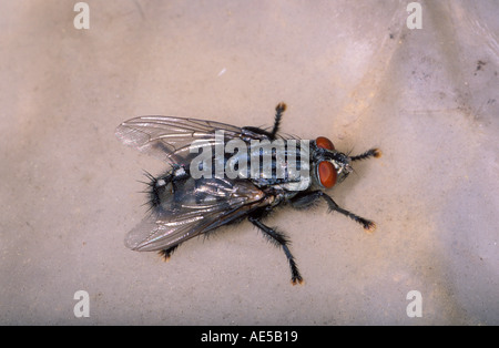 Carne volare, Sarcophaga carnaria Foto Stock