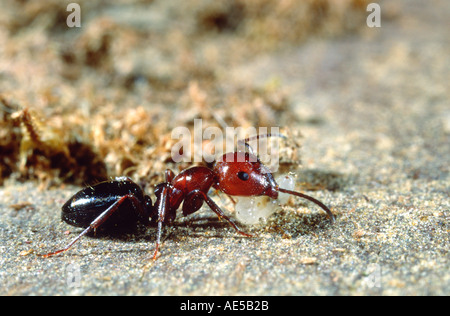 Cocktail Ant, Crematogaster scutellaris. Lavoratore che trasportano una larva Foto Stock