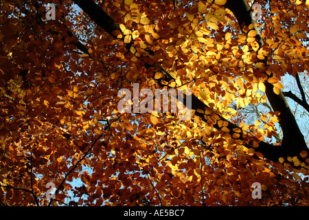 Foglie di autunno nei raggi di luce solare Foto Stock