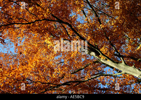 Foglie di autunno nei raggi di luce solare Foto Stock