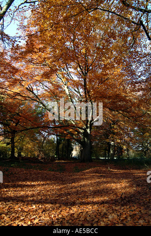 Woodland Scenic alberi autunnali lascia la campagna Inglese UK Foto Stock
