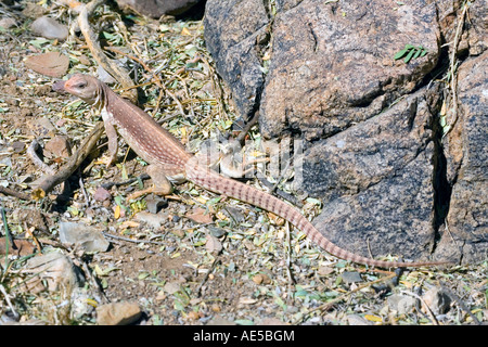 Deserto Iguana Dipsosaurus dorsalis Tucson Pima County Arizona Stati Uniti 20 Marzo Iguanidae adulti Foto Stock