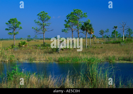 Cipressi Big Cypress National Preserve Florida USA, da Bill Lea/Dembinsky Foto Assoc Foto Stock