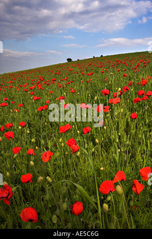 Papaveri, Bembridge giù, Isola di Wight Foto Stock