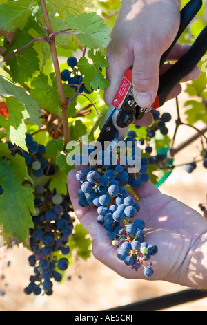 Uomo che utilizza un utensile di taglio per il taglio di un mazzetto di uve provenienti da un vigneto al momento del raccolto per fare il vino Corralitos California Foto Stock