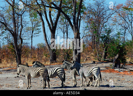 Allevamento di Burchell s Zebra nel Moremi Parco Nazionale di Botswana Foto Stock