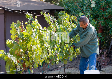 L uomo nella sua 60s raccolta vino Cabernet uve da vitigni al tempo del raccolto in California Corralitos vigneto California Foto Stock