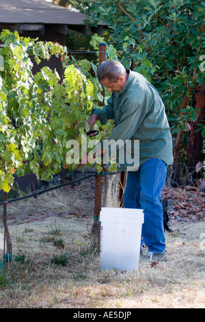 L uomo nella sua 60s raccolta vino Cabernet uve da vitigni al tempo del raccolto in California Corralitos vigneto California Foto Stock