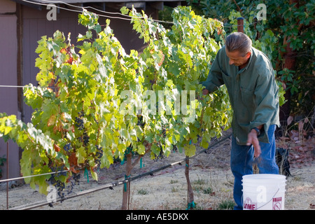 L uomo nella sua 60s la mietitura mature Cabernet uve da vino dalla vigna e cadere nel bucket in California vigneto Foto Stock