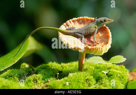 Un verde anole lucertola chiamata anche il camaleonte americano su una piccola i funghi nel Parco nazionale di Hot Springs Arkansas Foto Stock