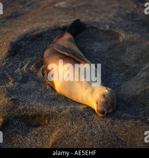 Guarnizione giovane addormentato sulla sabbia crogiolarsi nel tardo pomeriggio di sole a Puerto Egas su Isla San Salvador le isole Galapagos Foto Stock